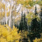 Aspens and pines