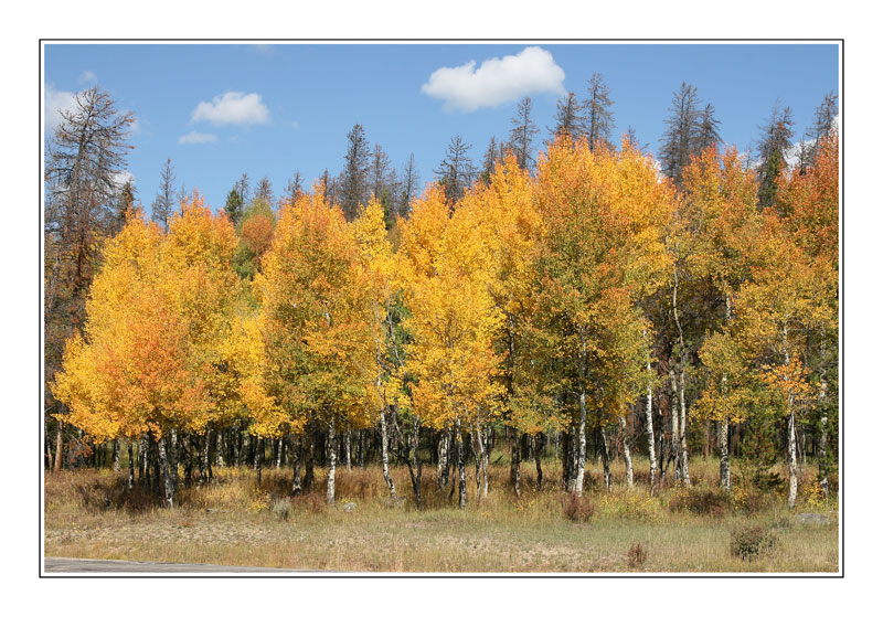 Aspens de Shelton 