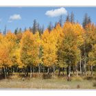 Aspens