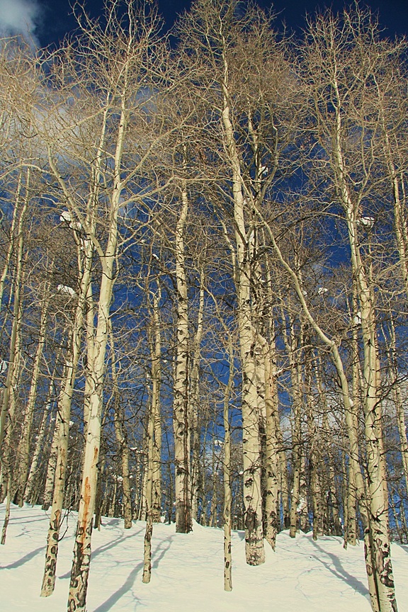 Aspens in winter