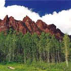Aspens - Maroon Bells/Snowmass Wilderness - Colorado - 04.07.1999