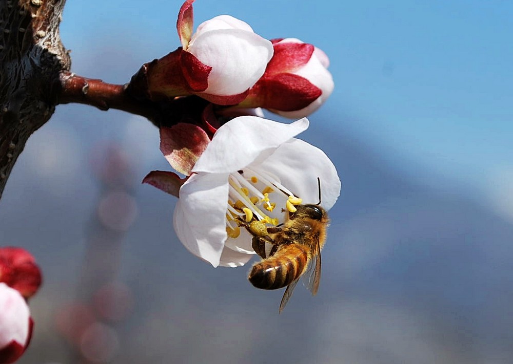 aspettado la primavera