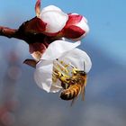 aspettado la primavera