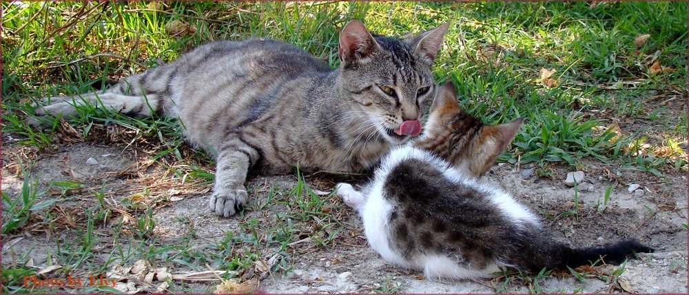 Aspettando i fratellini