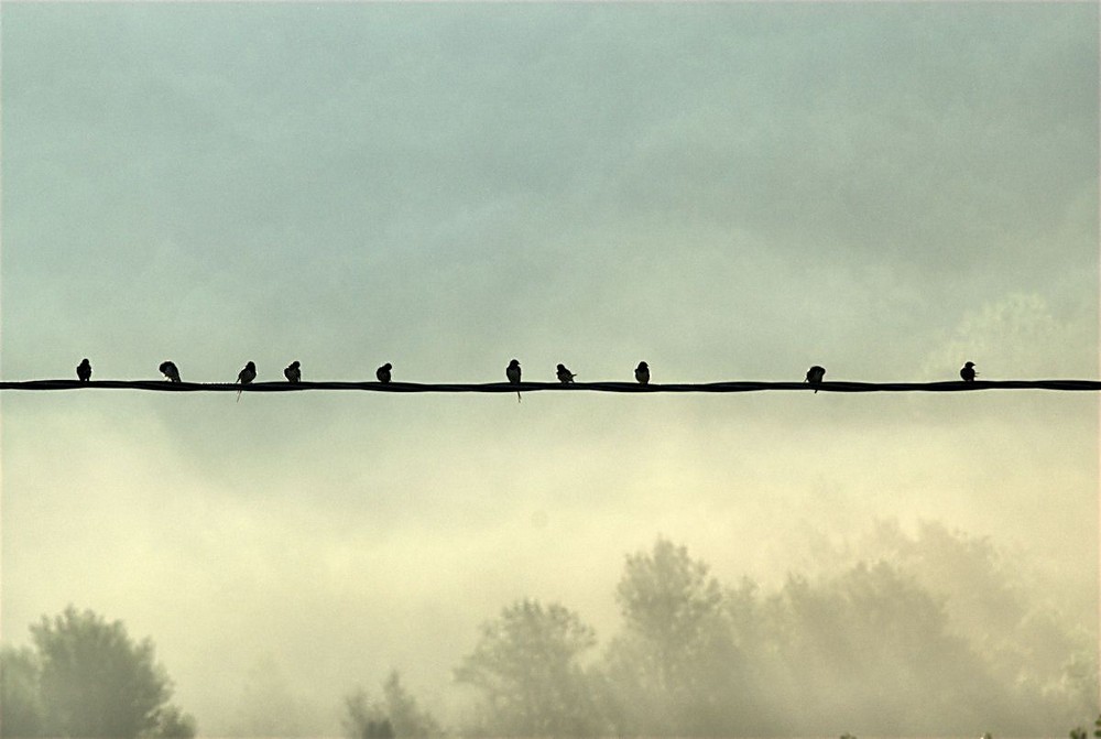 Aspettando il diradar della nebbia