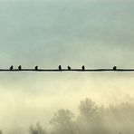 Aspettando il diradar della nebbia