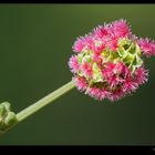 Aspettando la primavera