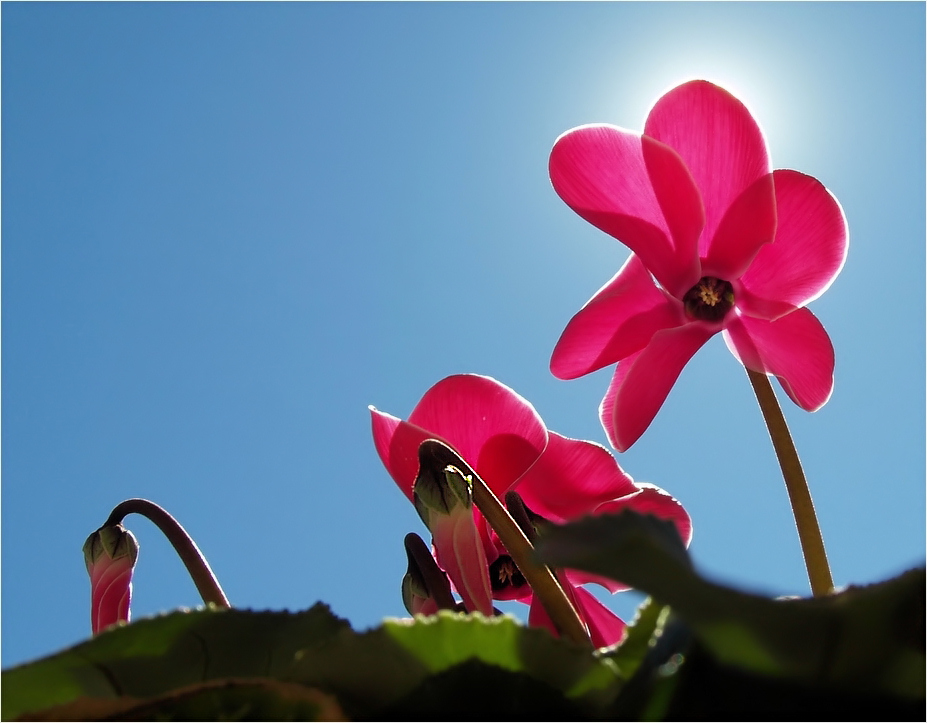 aspettando la primavera.....