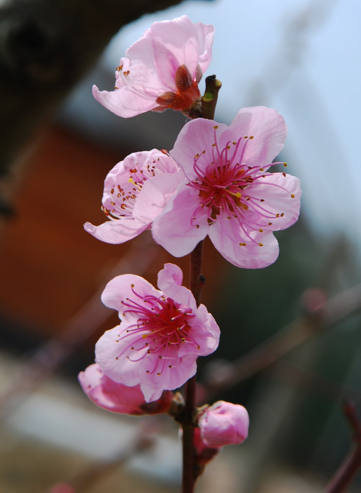 aspettando la primavera