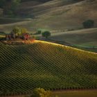 Aspettando la vendemmia