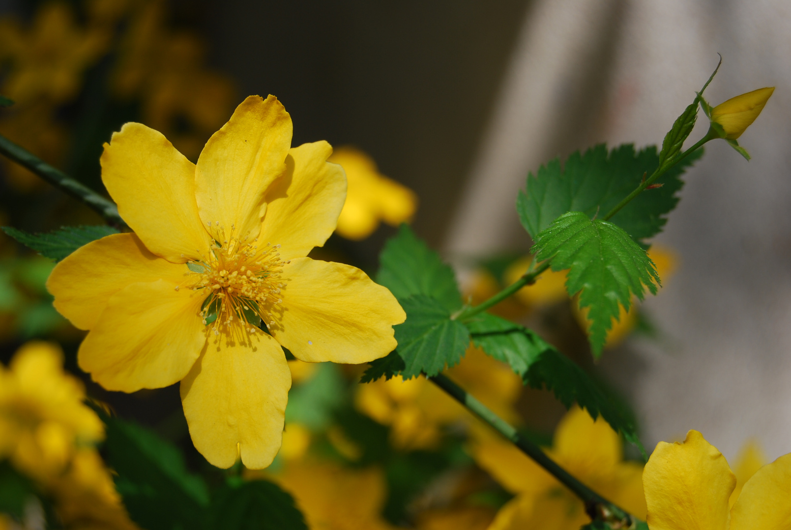 aspettando un fiore