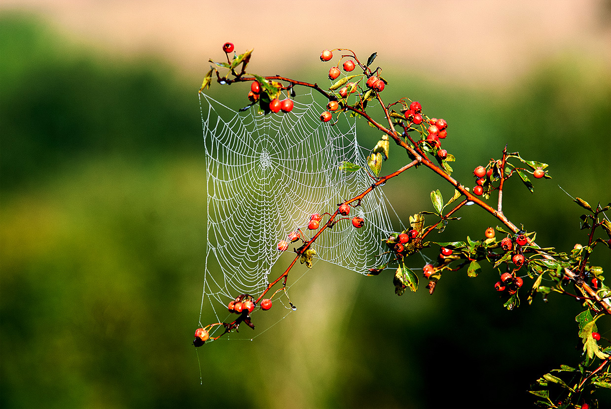 Aspetti della natura