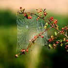 Aspetti della natura