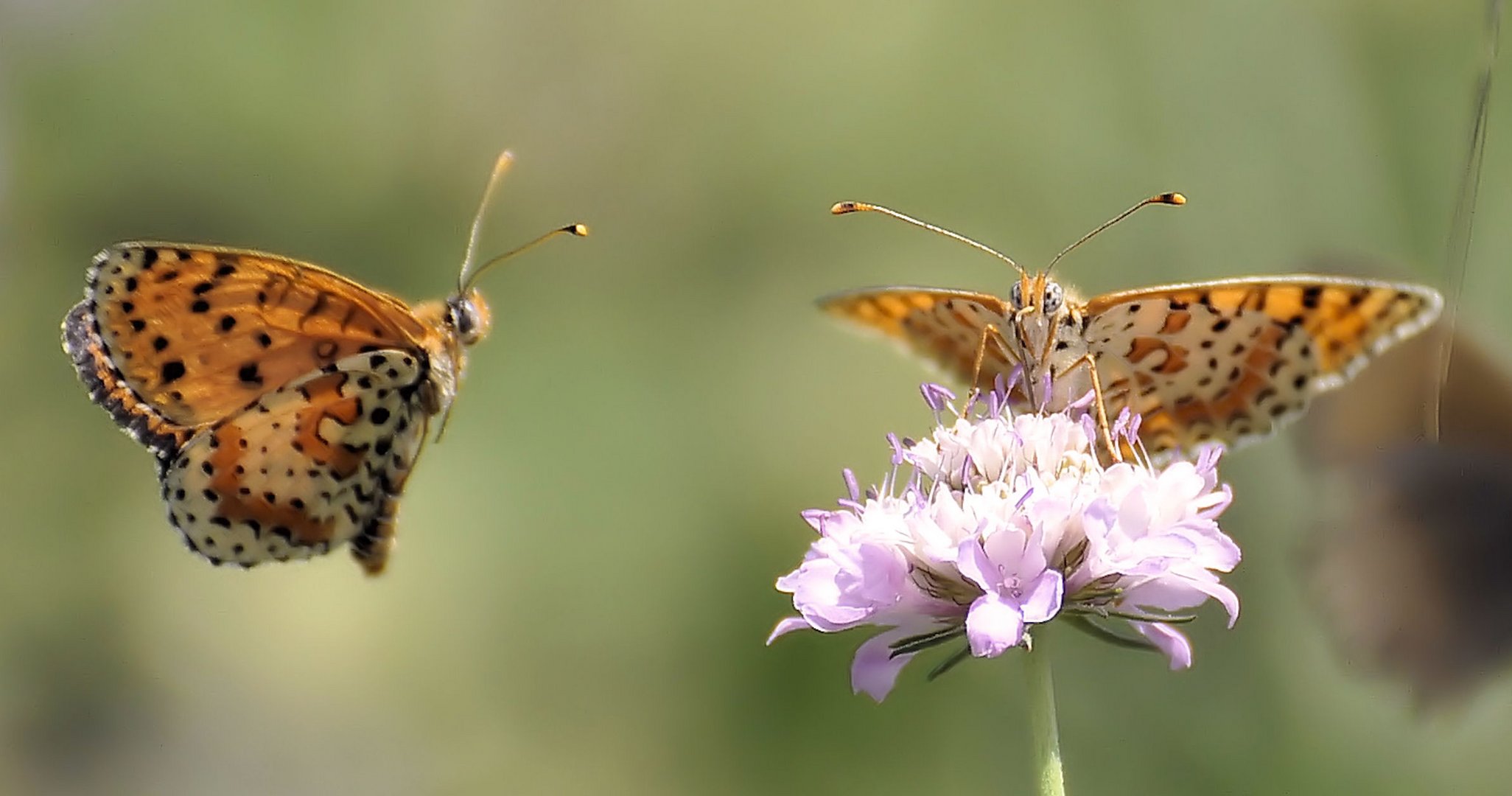 Aspetto peculiare dell'estetica naturale.