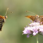 Aspetto peculiare dell'estetica naturale.