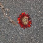 Asphalt-Blume