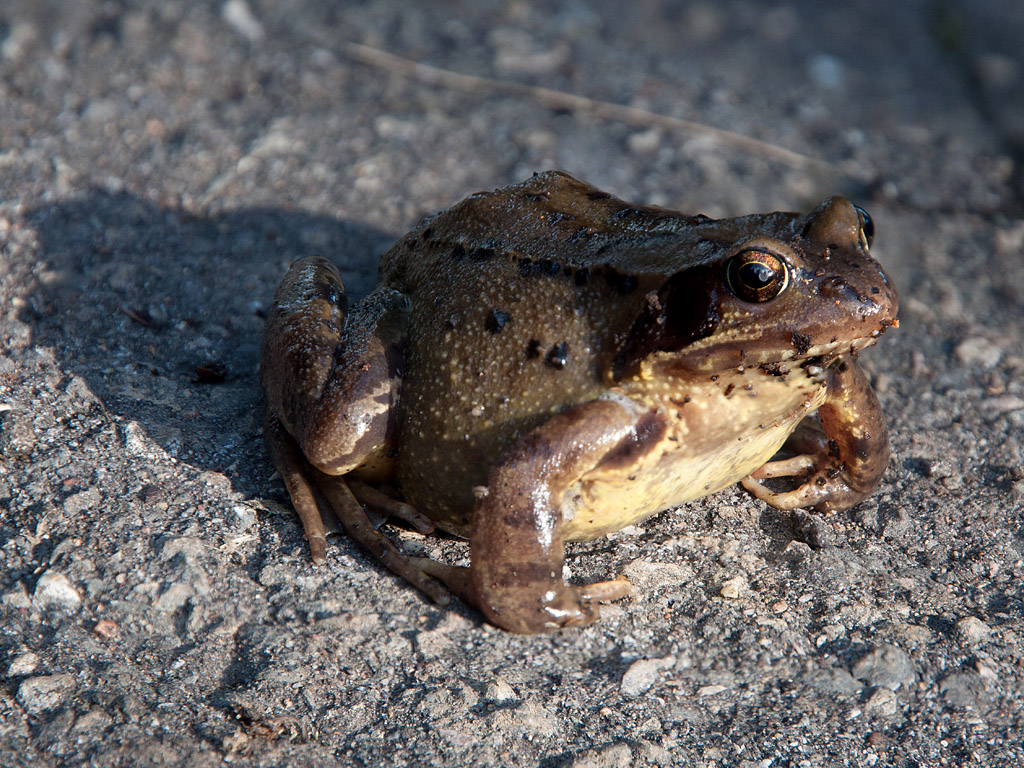 Asphalt-Frosch