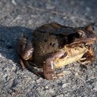 Asphalt-Frosch