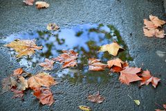 Asphalt Kunst Herbst