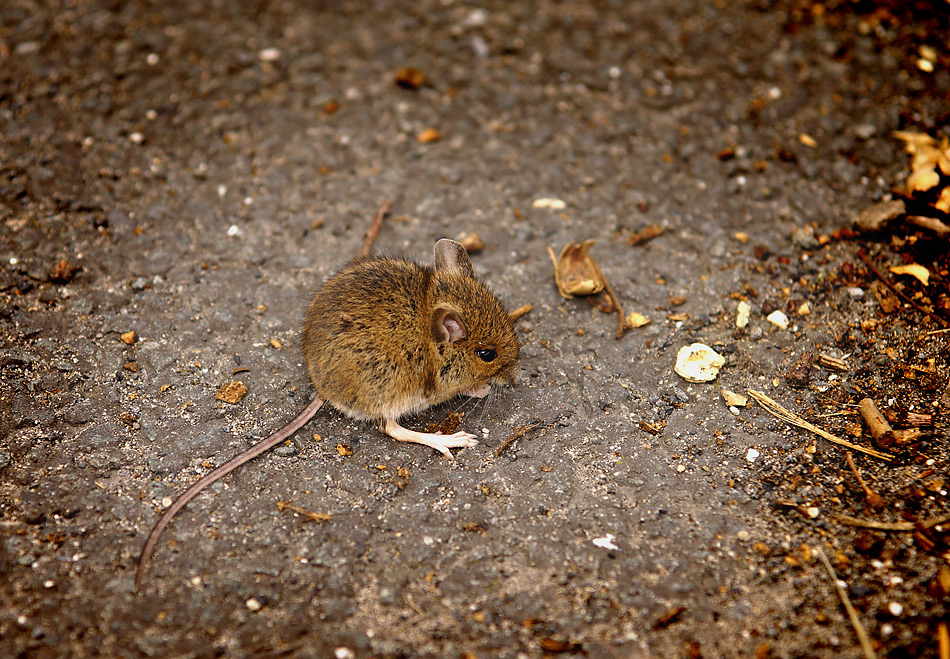 Asphalt Mäuschen ohne Tarnung