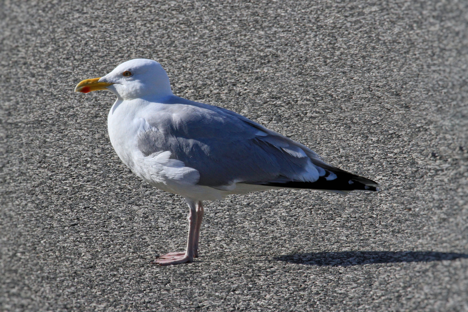 Asphalt-Möwe  -  asphalt-gull