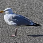 Asphalt-Möwe  -  asphalt-gull