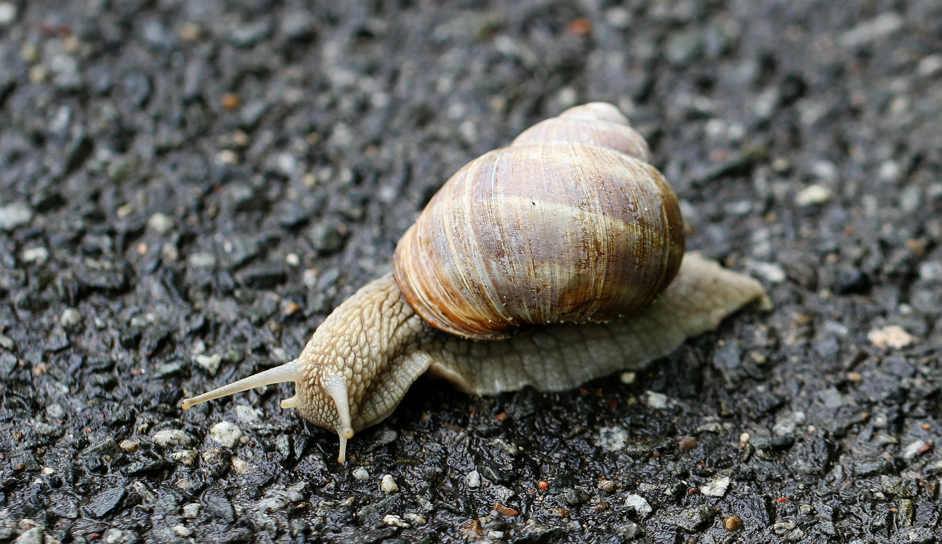 Asphalt Schnecke