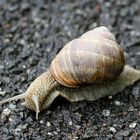 Asphalt Schnecke