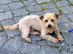 Asphalt-Terrier