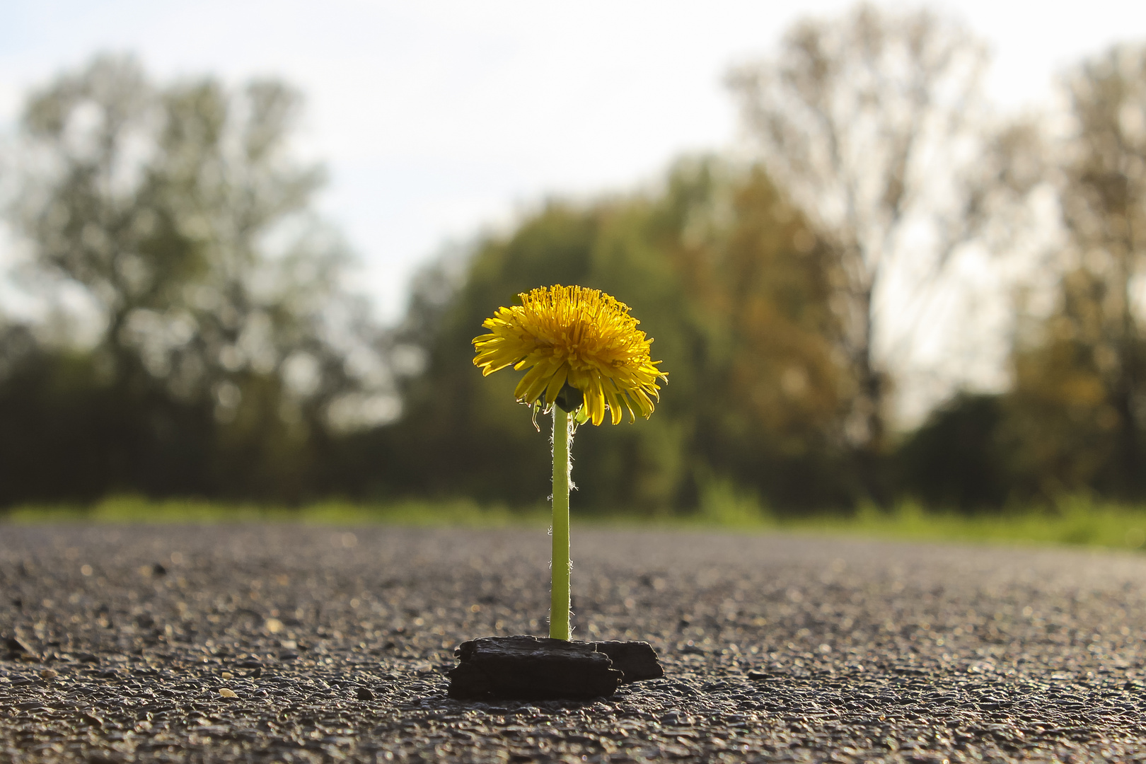 Asphalt und Natur