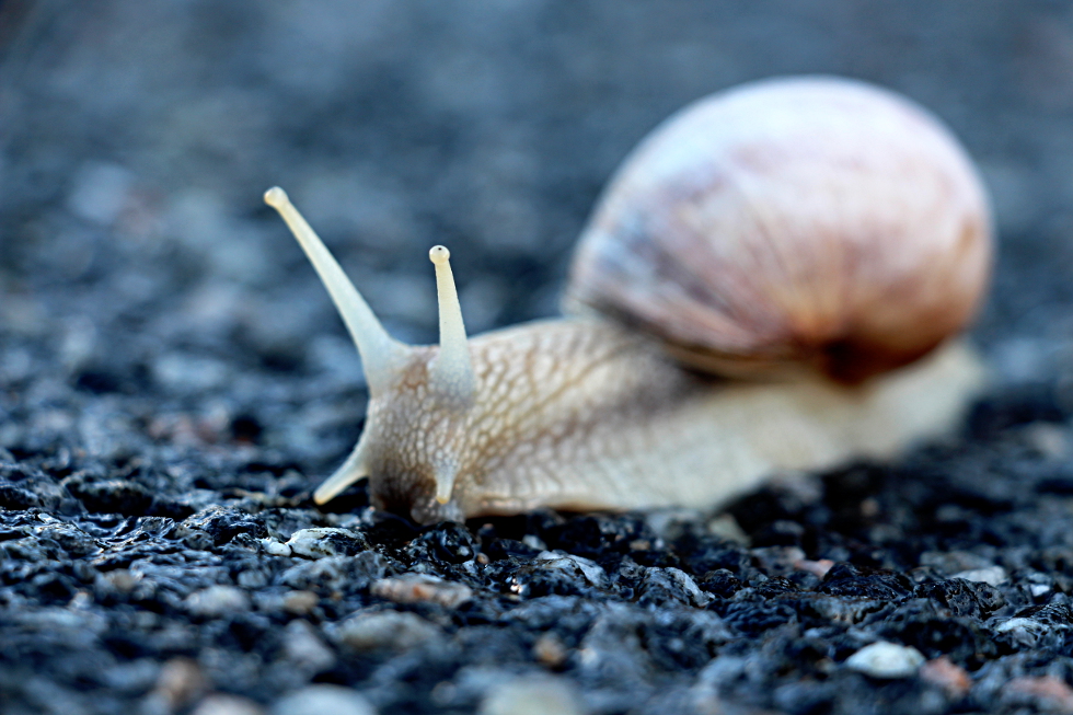 Asphaltbergschnecke