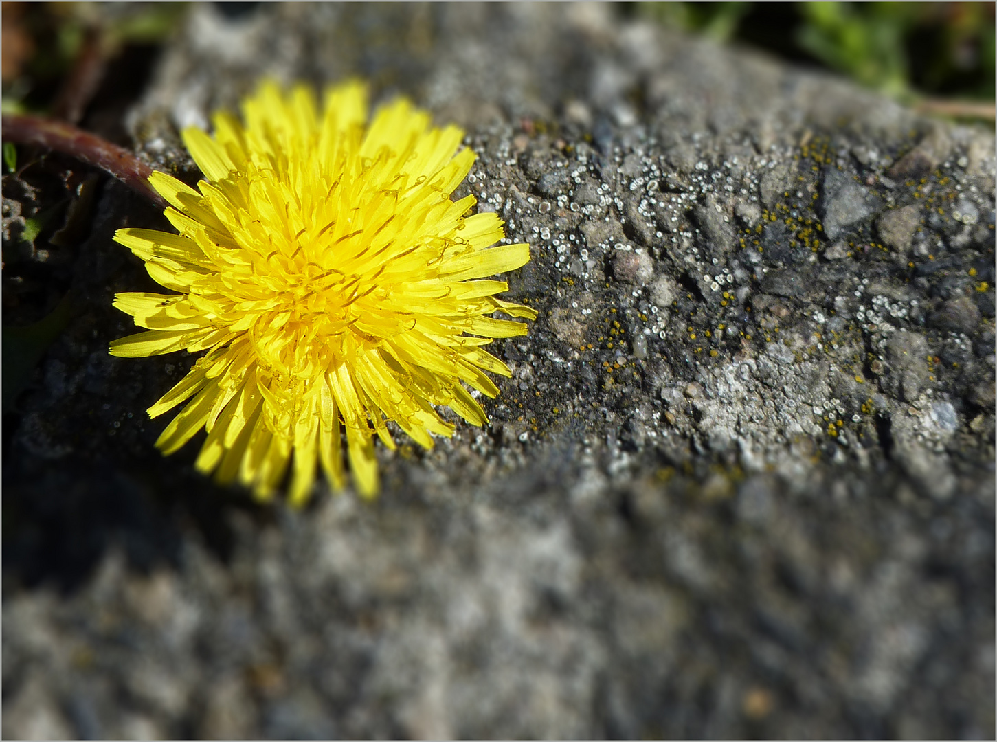 Asphaltblümchen