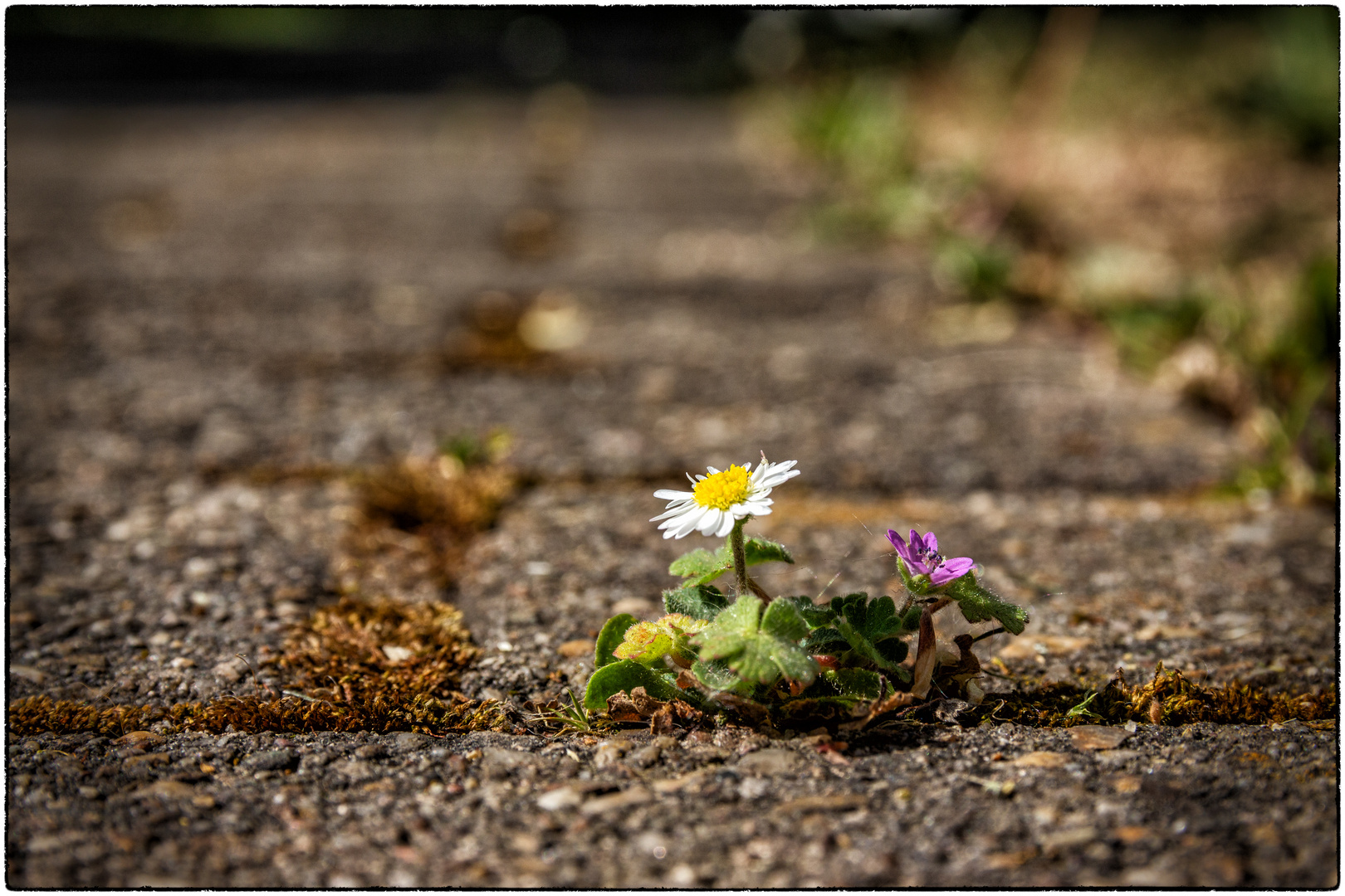 „Asphaltblümchen“  Zusammen  sind wir stark, egal wo!