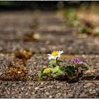 „Asphaltblümchen“  Zusammen  sind wir stark, egal wo!