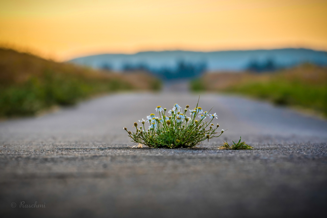 ASPHALTBLÜTEN