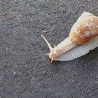 Asphaltschnecke