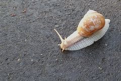 Asphaltschnecke