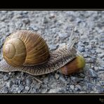 Asphaltschnecke