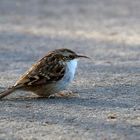 Asphaltweg – Läufer oder doch Gartenbaumläufer?