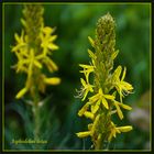 Asphodeline lutea