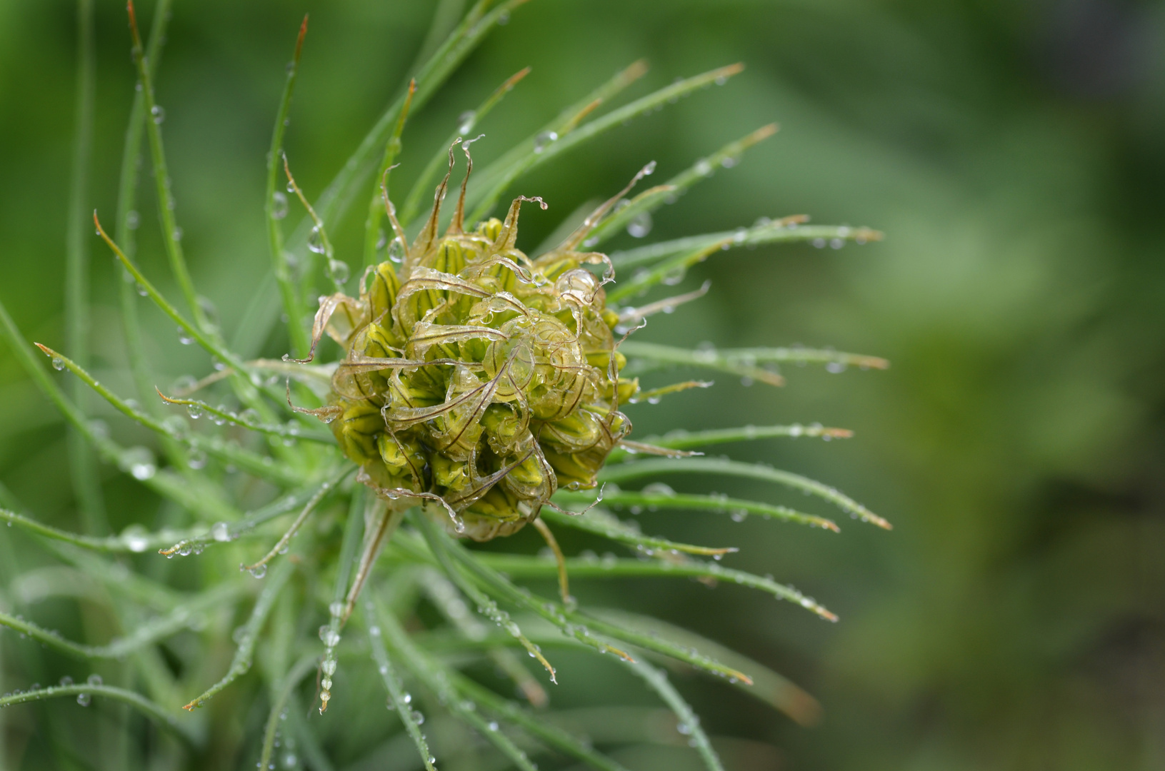 Asphodeline lutea - Junkerlilie