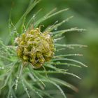 Asphodeline lutea - Junkerlilie