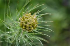 Asphodeline lutea - Junkerlilie