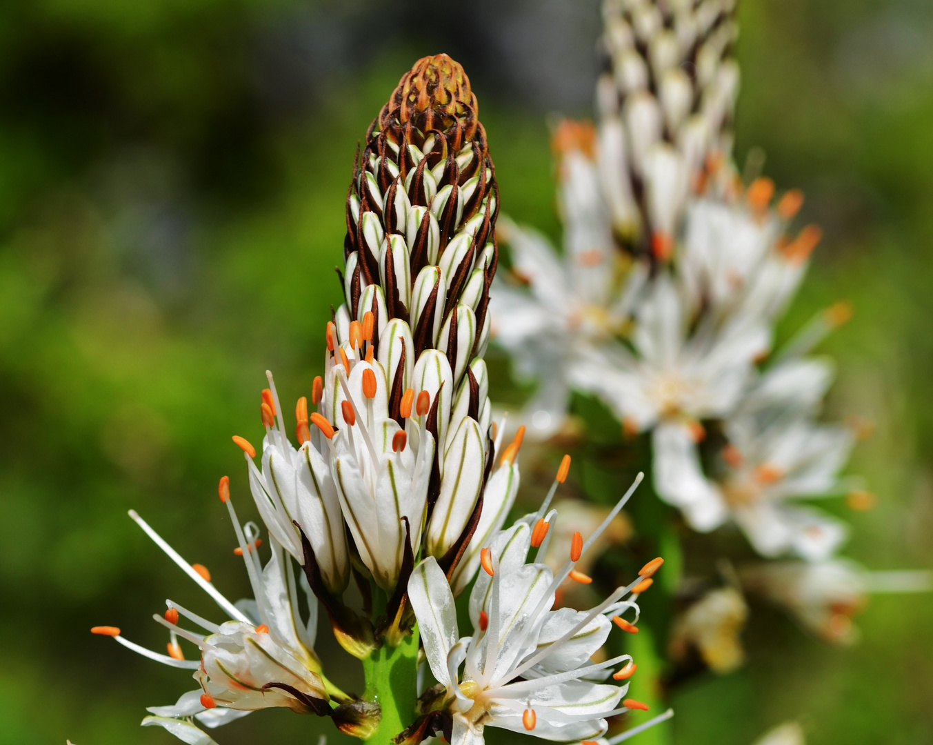 Asphodelus albus - Affodill