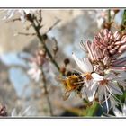 Asphodelus fistulosus, mit ner fleißigen Hummel