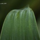 Aspidistra Eliator (pilistra) Detalle