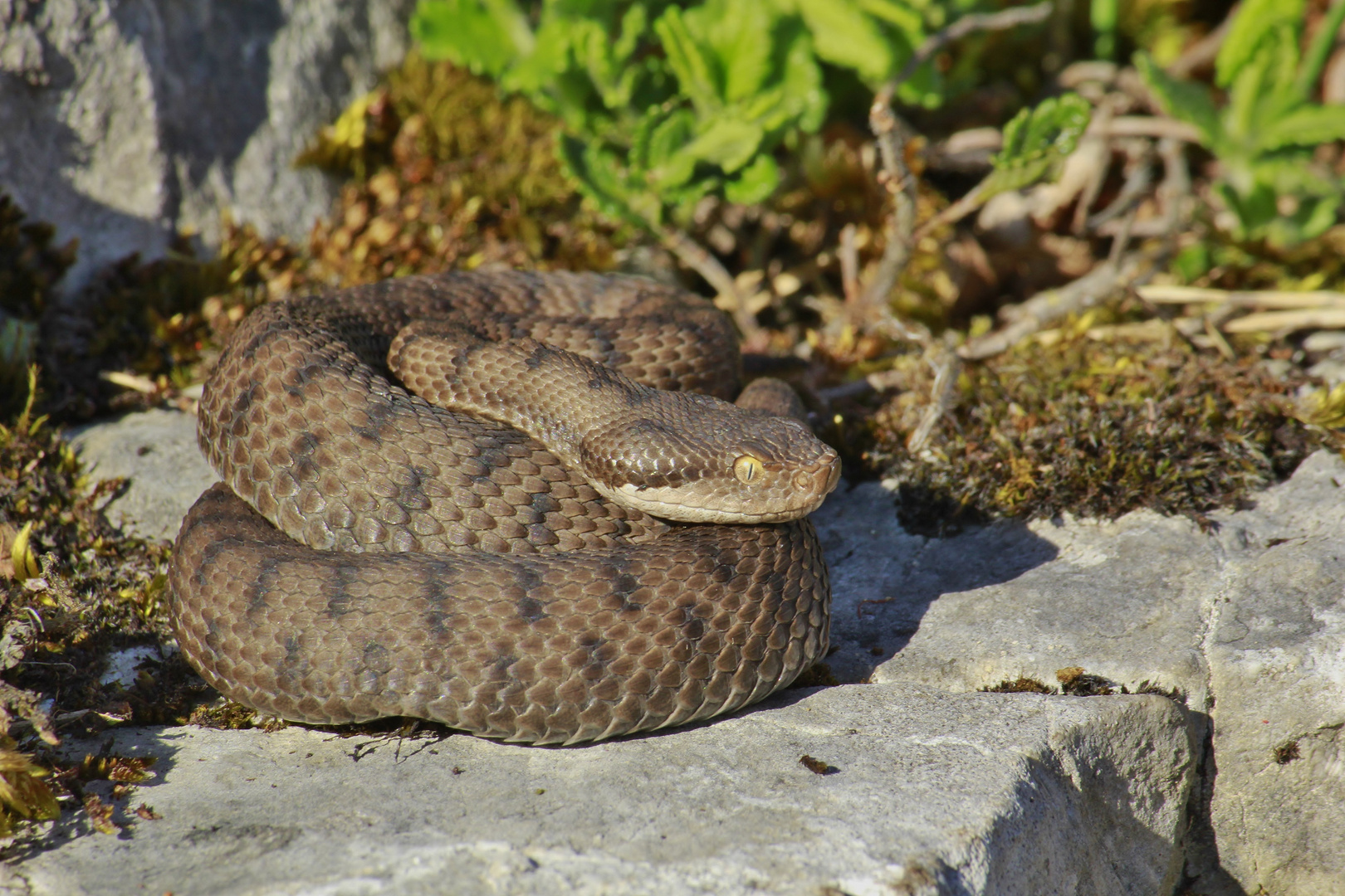 Aspis-Juraviper (Vipera a.aspis) female