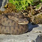 Aspis-Juraviper (Vipera a.aspis) female