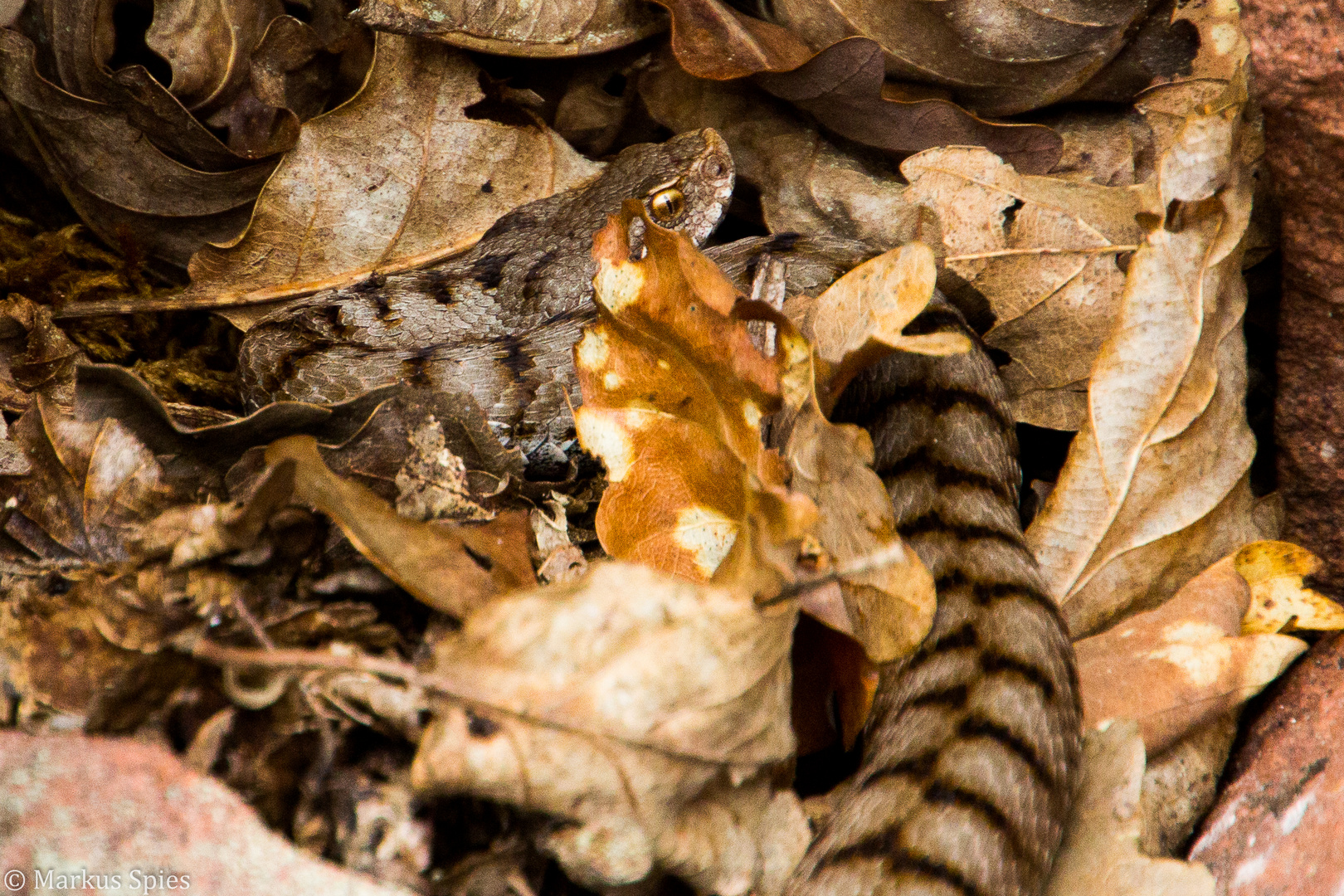 Aspis Viper Deutschland