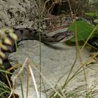 Aspis-Viper (Vipera aspis)